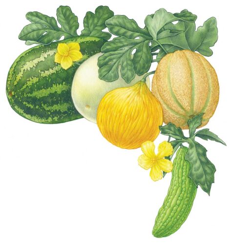 All About Growing Melons